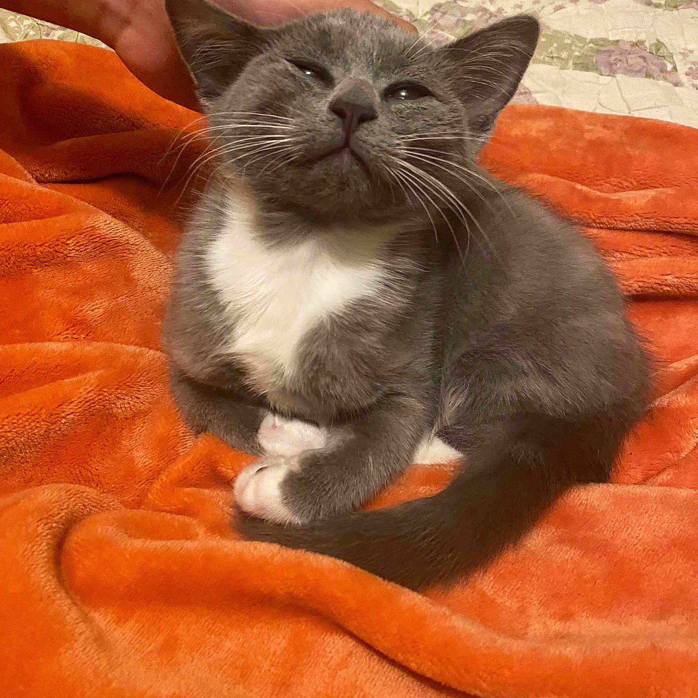 Shadow joined the competition — help win amazing prizes! animal, cat, comfort, cozy, cute, domestic_cat, feline, fur, gray_cat, hand, indoor, kitten, orange_blanket, paw, pet, relaxed, resting, sleepy, whiskers, white_paws