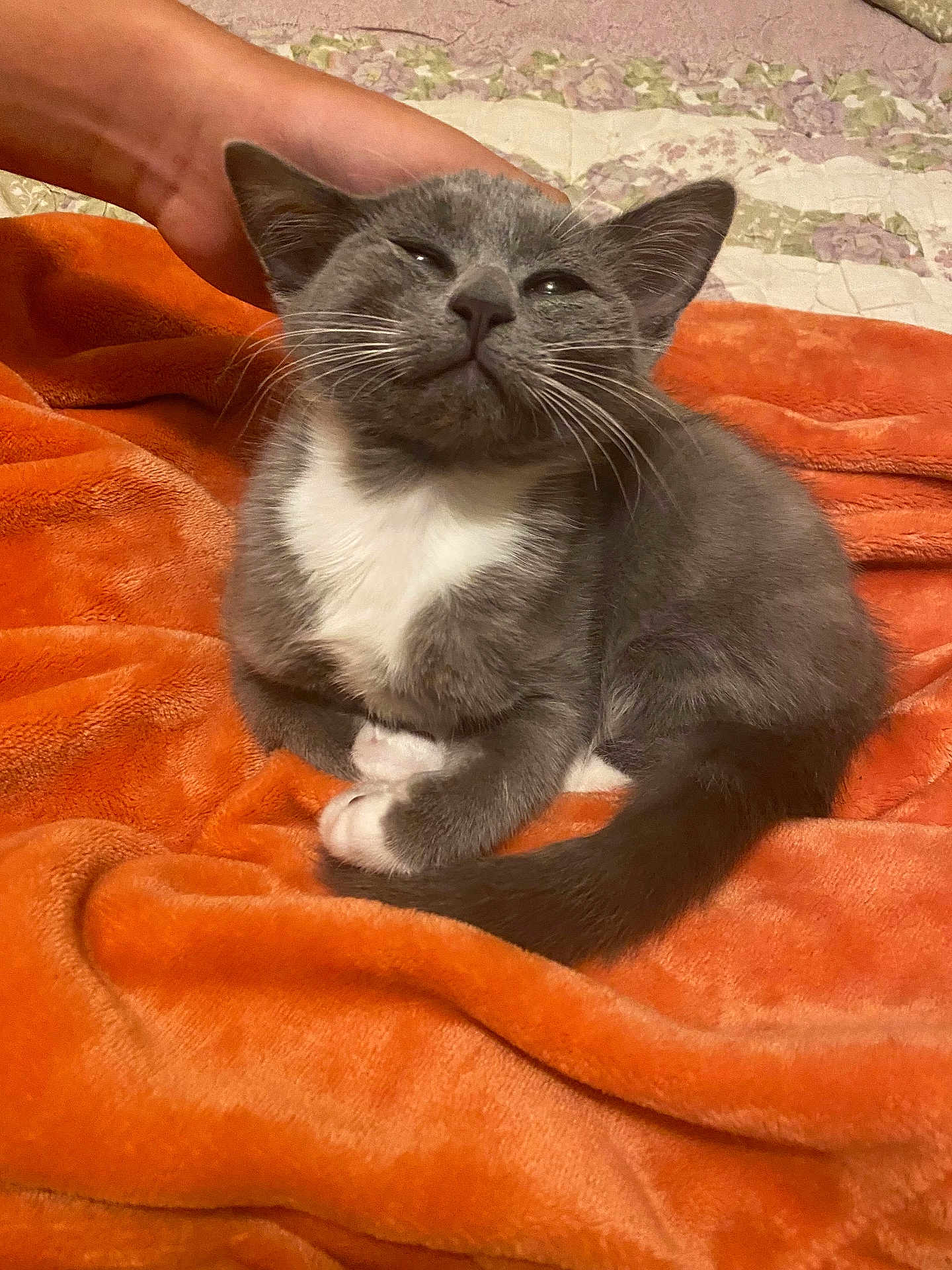 Shadow joined the competition — help win amazing prizes! cat, kitten, gray_cat, white_paws, orange_blanket, pet, hand, cozy, relaxed, feline, indoor, cute, animal, fur, whiskers, paw, sleepy, resting, comfort, domestic_cat