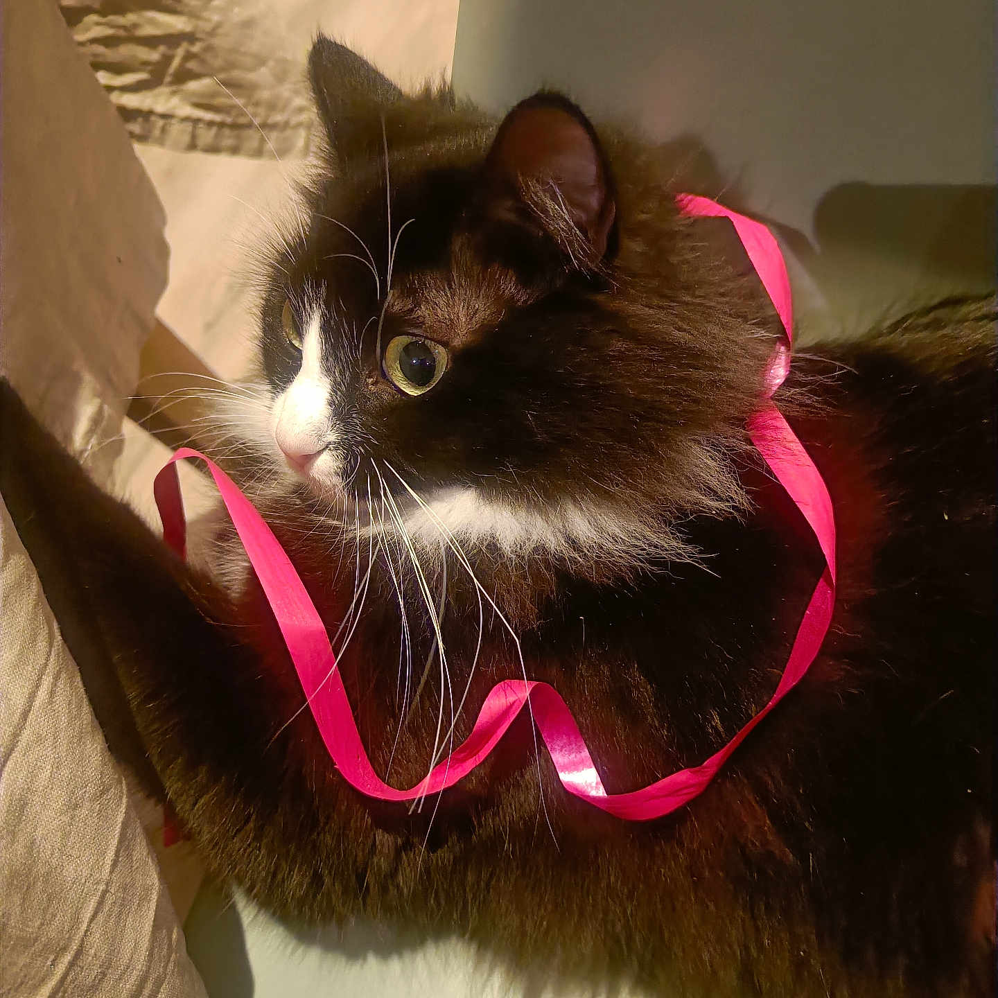 Upsa a rejoint le concours — aidez-le/la à gagner de superbes lots ! animal, black_and_white, cat, closeup, curious, cute, domestic_cat, eyes, face, fluffy, fur, indoor, pet, pink, playful, portrait, relaxed, ribbon, soft, whiskers