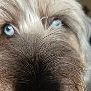 Augustus is registered to the contest to win money with this photo: dog, close_up, blue_eyes, fur, nose, pet, animal, muzzle, whiskers, face, cute, curious, portrait, furry, snout, canine, domestic_animal, looking, indoor, fluffy
