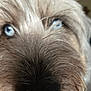 dog, close_up, blue_eyes, fur, nose, pet, animal, muzzle, whiskers, face, cute, curious, portrait, furry, snout, canine, domestic_animal, looking, indoor, fluffy
