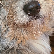 Gus joined the competition — help win amazing prizes! affenpinscher, airedale, animal, bodypart, canine, cockerspaniel, dog, hound, mouth, person, pet, poodle, puppy, terrier, whitedog