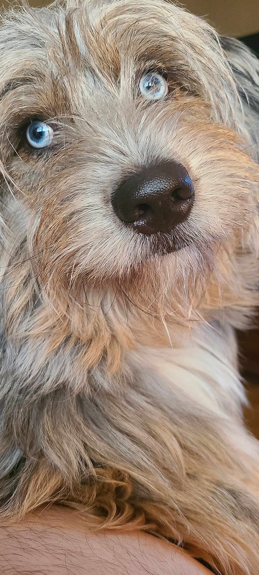 Gus