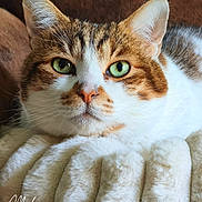 Plume participe au concours pour gagner de l'argent avec cette photo : cat, kitten, ginger_cat, white_cat, tabby, pet, animal, feline, face, eyes, green_eyes, whiskers, ears, nose, portrait, close_up, indoor, blanket, lying_down, fluffy