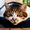 Plume a rejoint le concours — aidez-le/la à gagner de superbes lots ! cat, calico_cat, pet, animal, feline, close_up, portrait, green_eyes, whiskers, ears, fur, tabby markings, white_fur, brown_fur, black_fur, indoor, blanket, soft_focus, photography, watermark