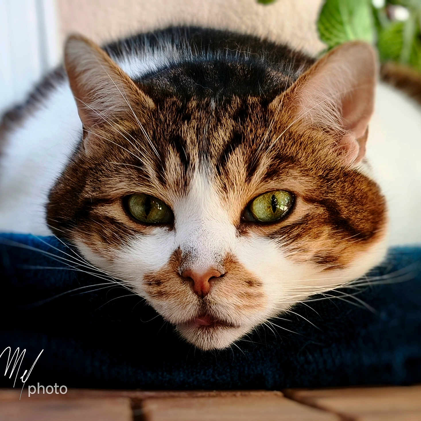 Plume a rejoint le concours — aidez-le/la à gagner de superbes lots ! cat, calico_cat, pet, animal, feline, close_up, portrait, green_eyes, whiskers, ears, fur, tabby markings, white_fur, brown_fur, black_fur, indoor, blanket, soft_focus, photography, watermark