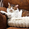 Plume a rejoint le concours — aidez-le/la à gagner de superbes lots ! cat, tabby_cat, white_cat, sleeping, relaxed, lounging, pet, animal, furry, whiskers, ears, paws, brown_chair, armchair, blanket, cozy, indoor, home, portrait, resting