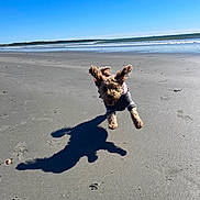 Cricket is registered to the contest to win money with this photo: animal, beach, daytime, dog, ears, energetic, fun, jumping, nature, ocean, outdoor, pet, playful, running, sand, shadow, sky, sunny, water, waves