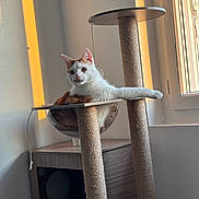 Xéno a rejoint le concours — aidez-le/la à gagner de superbes lots ! afternoon, animal, cat, cat_tree, cozy, cute, domestic_cat, furniture, hammock, home, indoor, modern, orange_and_white, paw, pet, relaxed, resting, stretching, sunlight, window