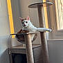 afternoon, animal, cat, cat_tree, cozy, cute, domestic_cat, furniture, hammock, home, indoor, modern, orange_and_white, paw, pet, relaxed, resting, stretching, sunlight, window