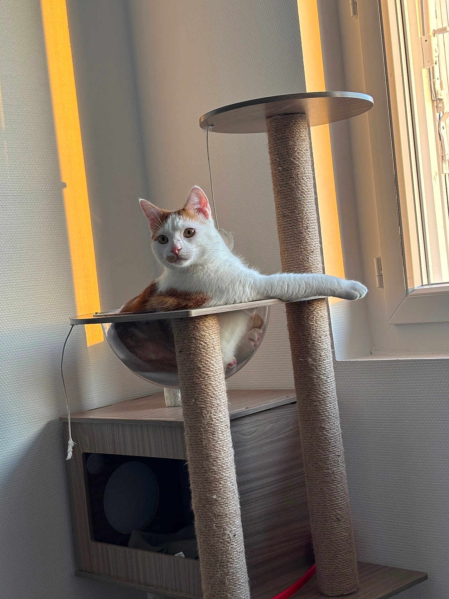 Xéno a rejoint le concours — aidez-le/la à gagner de superbes lots ! afternoon, animal, cat, cat_tree, cozy, cute, domestic_cat, furniture, hammock, home, indoor, modern, orange_and_white, paw, pet, relaxed, resting, stretching, sunlight, window