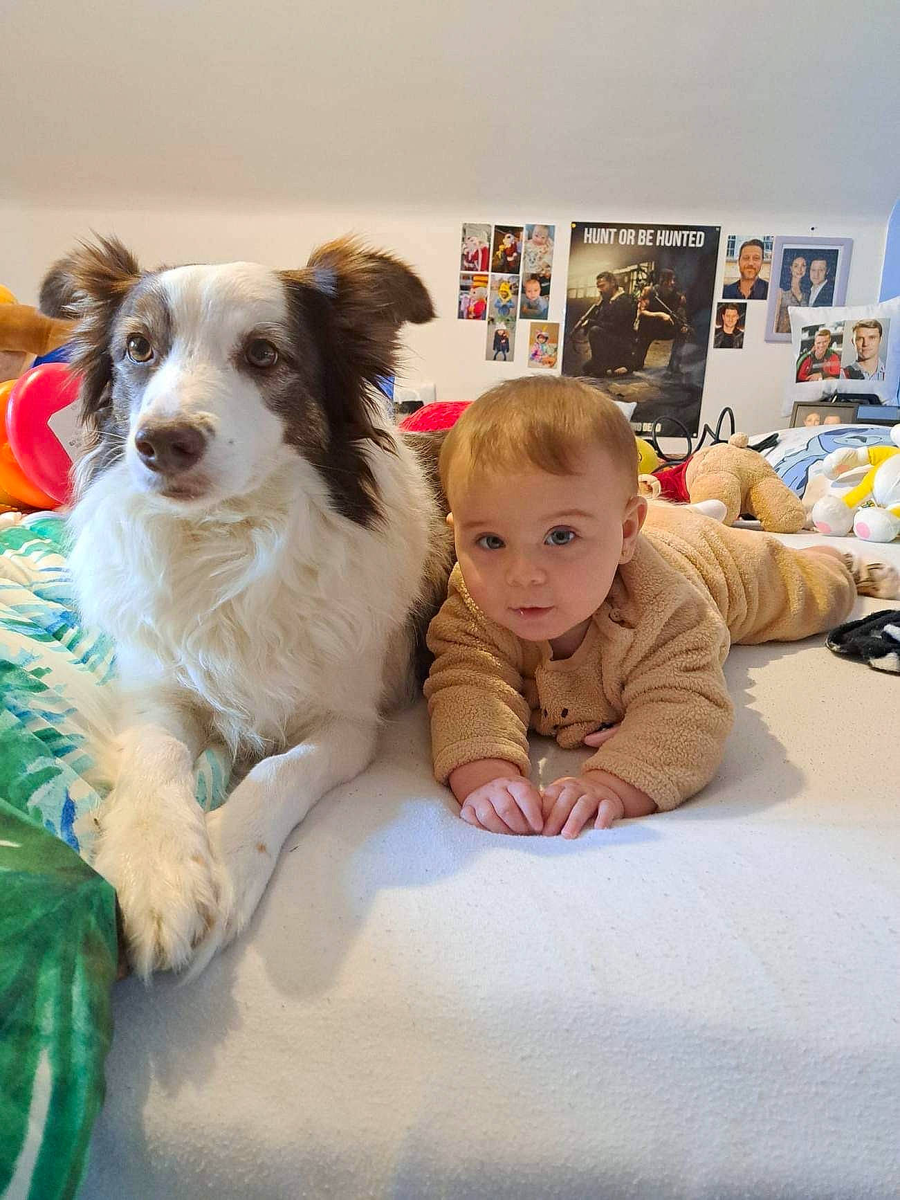 Maylane a rejoint le concours — aidez-le/la à gagner de superbes lots ! canidae, carnivore, chair, companion_dog, dog, dog_breed, dog_clothes, dog_supply, event, flooring, fun, fur, happy, herding_dog, joy, person, picture_frame, sitting, sporting_group, terrier