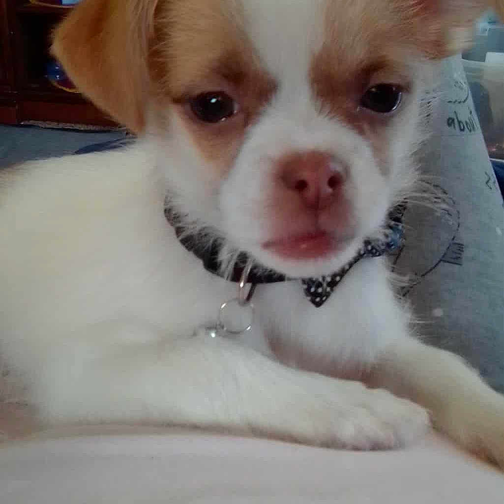 Gerta joined the competition — help win amazing prizes! animal, bow_tie, brown, close_up, collar, cute, dog, domestic_animal, face, fur, furniture, household, indoor, living_room, lying_down, pet, puppy, small_dog, television, white