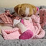 animal, bed, blanket, clothing, cozy, cute, dog, fur, indoor, pet, pig_toy, pink, pink_clothing, plaid, plush_toy, puppy, resting, snuggling, soft, toy