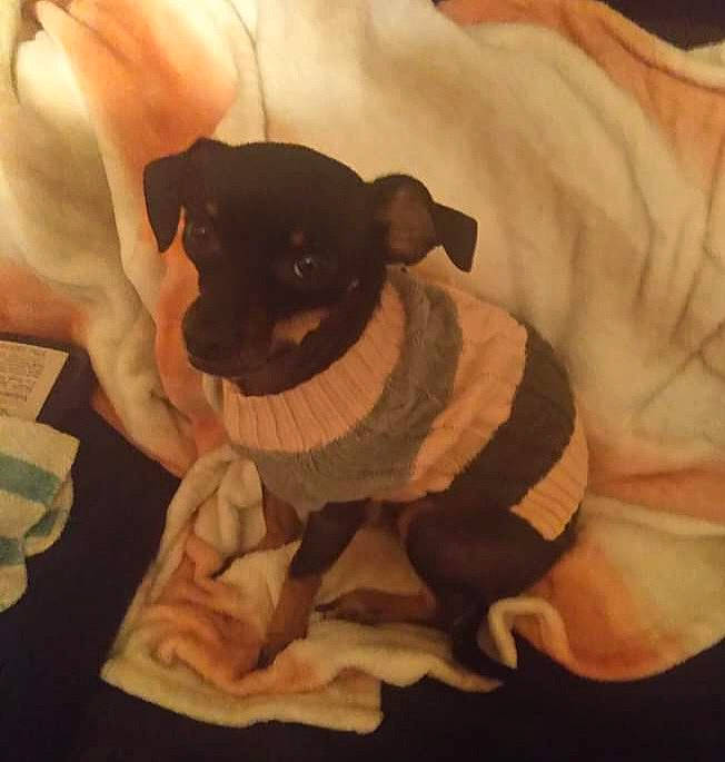 Pepper joined the competition — help win amazing prizes! carnivore, chihuahua, comfort, companion_dog, dog, dog_breed, dog_clothes, dog_supply, ear, fawn, felidae, paw, pet_supply, sleeve, snout, sporting_group, toy_dog, whiskers, working_animal, wrist