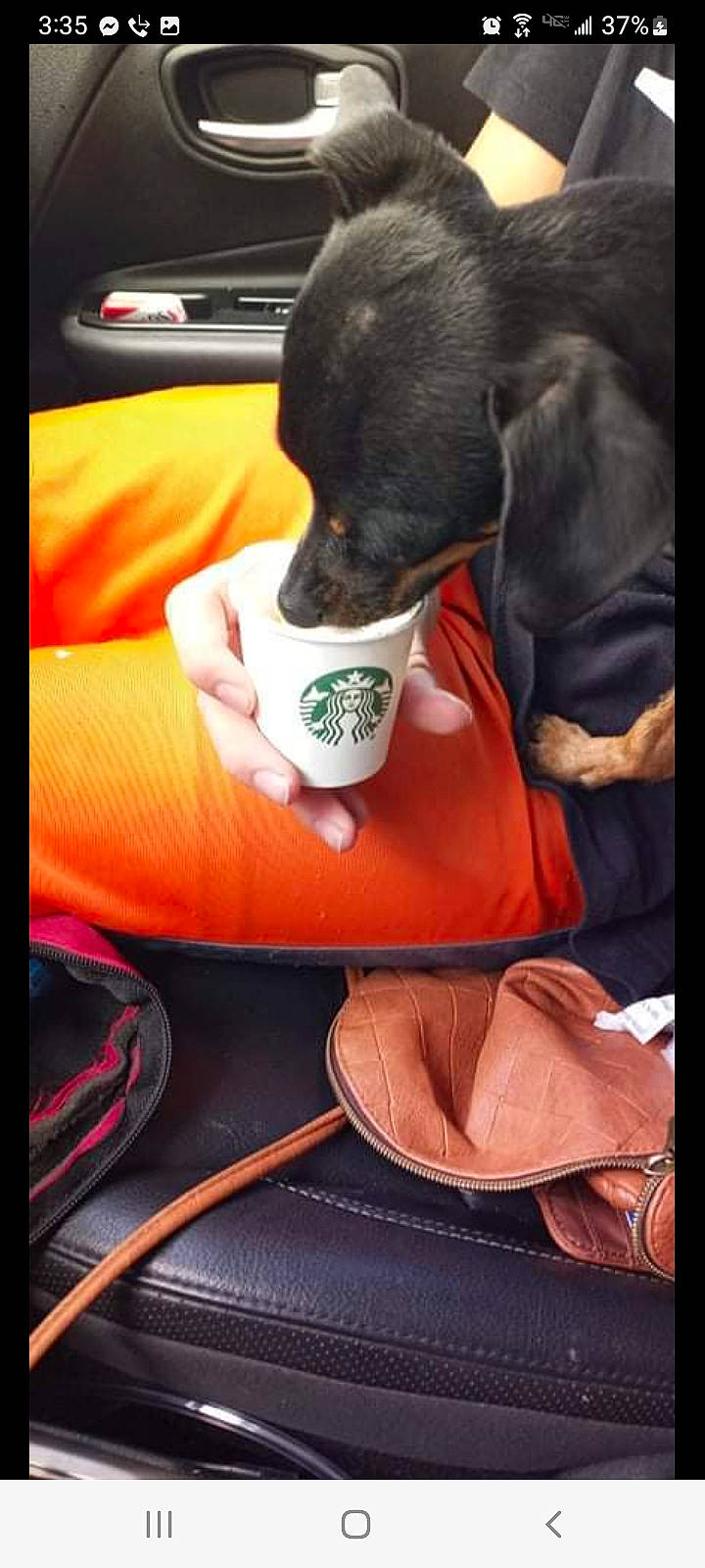 Pepper is registered to the contest to win money with this photo: bag, carmine, carnivore, comfort, companion_dog, computer_keyboard, dog, dog_breed, electronic_device, eyewear, fur, gadget, linens, luggage_and_bags, personal_protective_equipment, red, shoulder_bag, sitting, sleeve