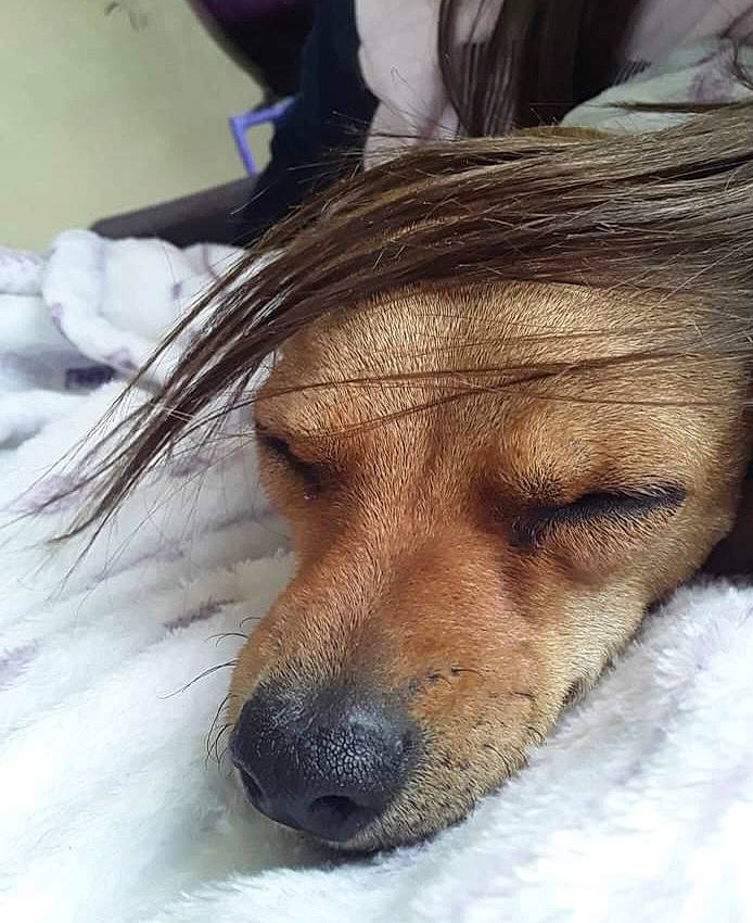 Biscochito And Pepper joined the competition — help win amazing prizes! canidae, carnivore, claw, companion_dog, dog, dog_breed, ear, eyelash, fawn, fur, liver, paw, snout, snow, sporting_group, tail, terrestrial_animal, whiskers, wood, working_animal