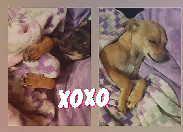 Biscochito And Pepper is registered to the contest to win money with this photo: ancient_dog_breeds, art, canidae, carnivore, companion_dog, dog, dog_breed, dog_supply, fawn, font, internet_meme, magenta, paw, photo_caption, photography, purple, sporting_group, tail, violet, working_animal