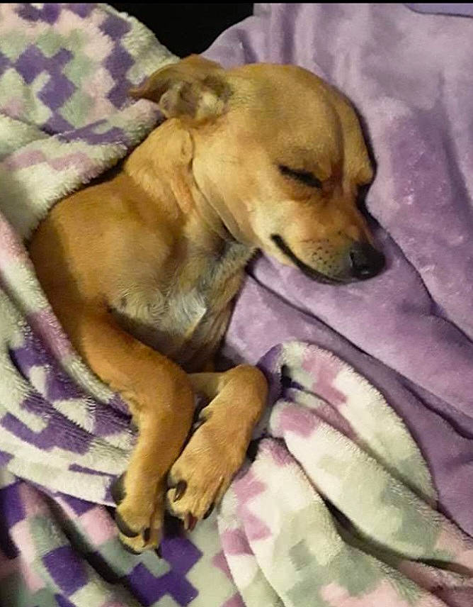 Biscochito And Pepper