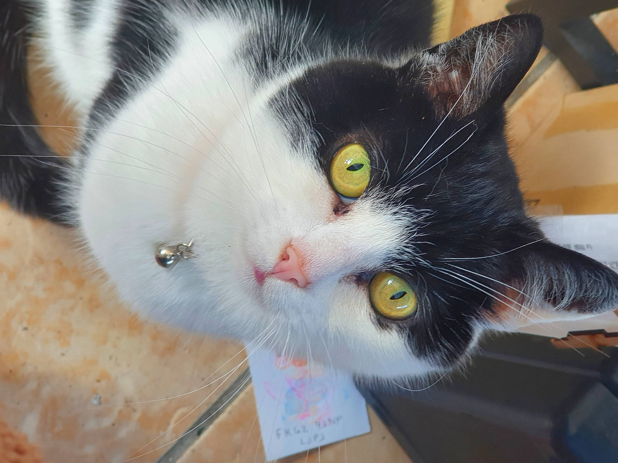 Jesse is registered to the contest to win money with this photo: carnivore, cat, claw, comfort, domestic_short_haired_cat, felidae, fur, paw, small_to_medium_sized_cats, snout, tail, vertebrate, whiskers