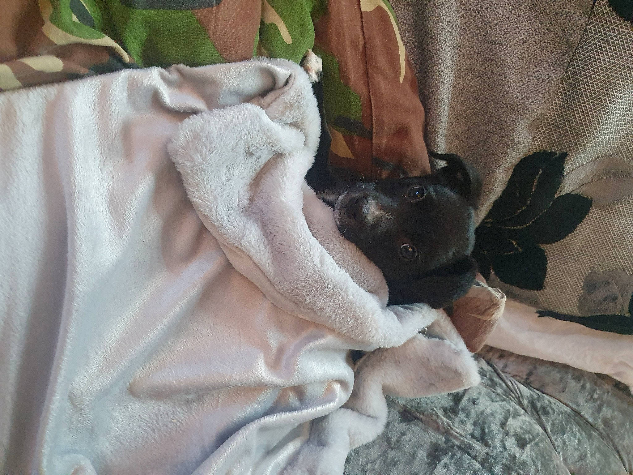 Oscar joined the competition — help win amazing prizes! bed, bed_sheet, bedding, blanket, bridal_clothing, comfort, dress, fashion_accessory, formal_wear, fur, gesture, grey, human_leg, linens, nail, pattern, peach, room, sleeve, window