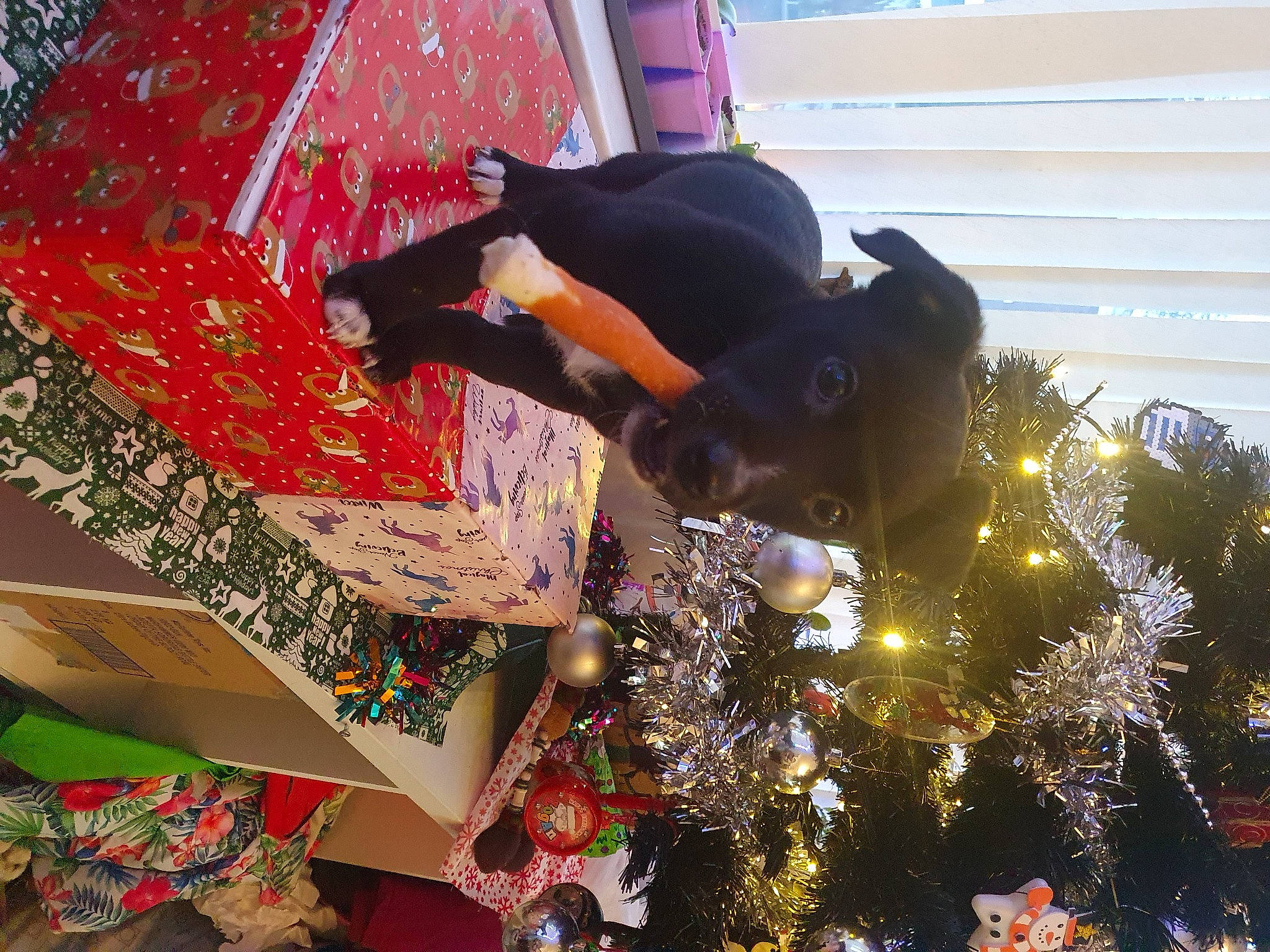 Oscar joined the competition — help win amazing prizes! carmine, christmas, christmas_decoration, christmas_ornament, christmas_tree, conifer, event, fun, happy, holiday, holiday_ornament, leaf, leisure, ornament, party_supply, plant, textile, tradition, tree, winter