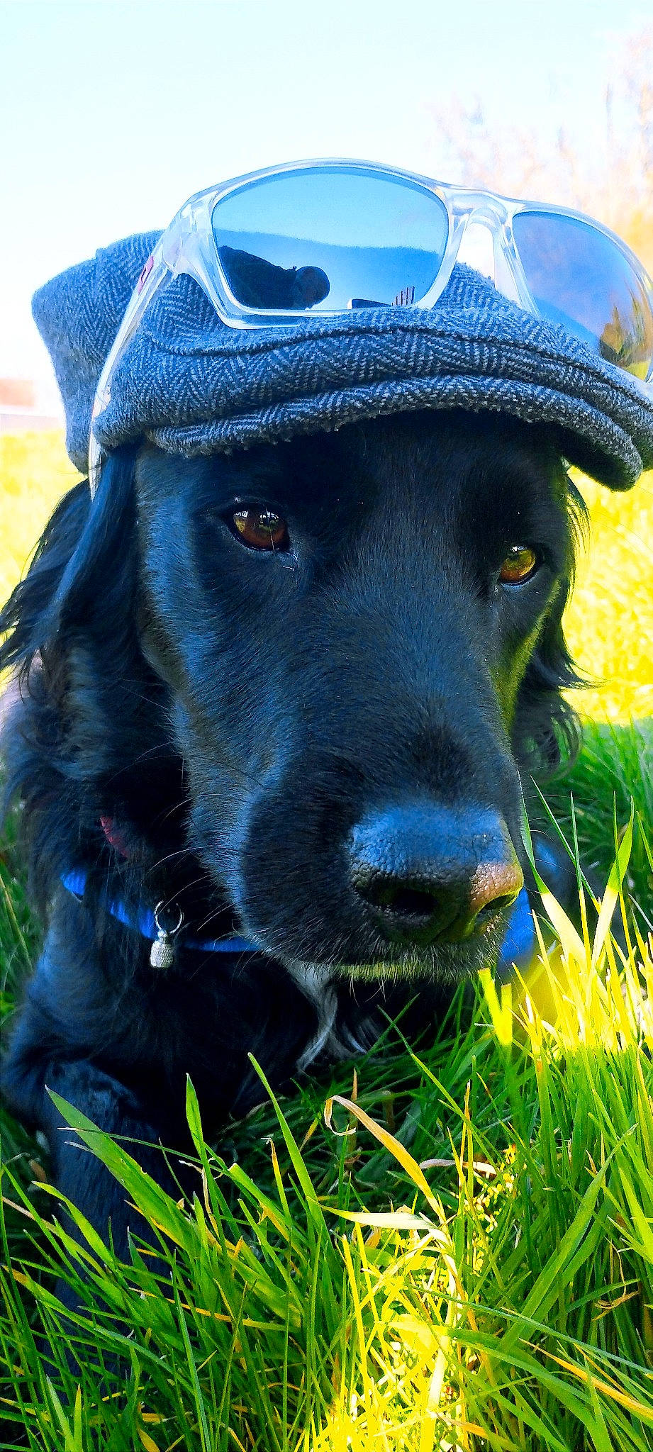 Jet a rejoint le concours — aidez-le/la à gagner de superbes lots ! borador, canidae, carnivore, collar, companion_dog, dog, dog_breed, dog_collar, electric_blue, fashion_accessory, fur, grass, grassland, hat, personal_protective_equipment, plant, snout, sporting_group, whiskers, working_animal