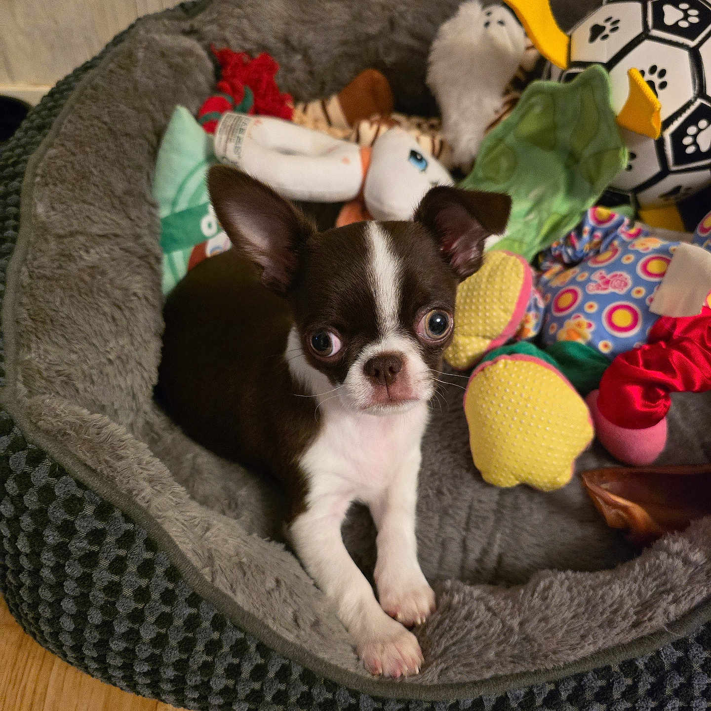 Abby a rejoint le concours — aidez-le/la à gagner de superbes lots ! animal, bed, brown_and_white, cozy, curious, cute, dog, domestic_animal, ears, floor, indoor, looking, pet, playing, plush, puppy, small_dog, toys, wooden_floor, young_dog