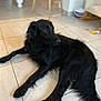 animal, black_dog, canine, chair, cozy, dog, domestic, ears, floor, furniture, home, indoor, long_fur, lying_down, pet, quiet, relaxed, snout, tail, tile_floor