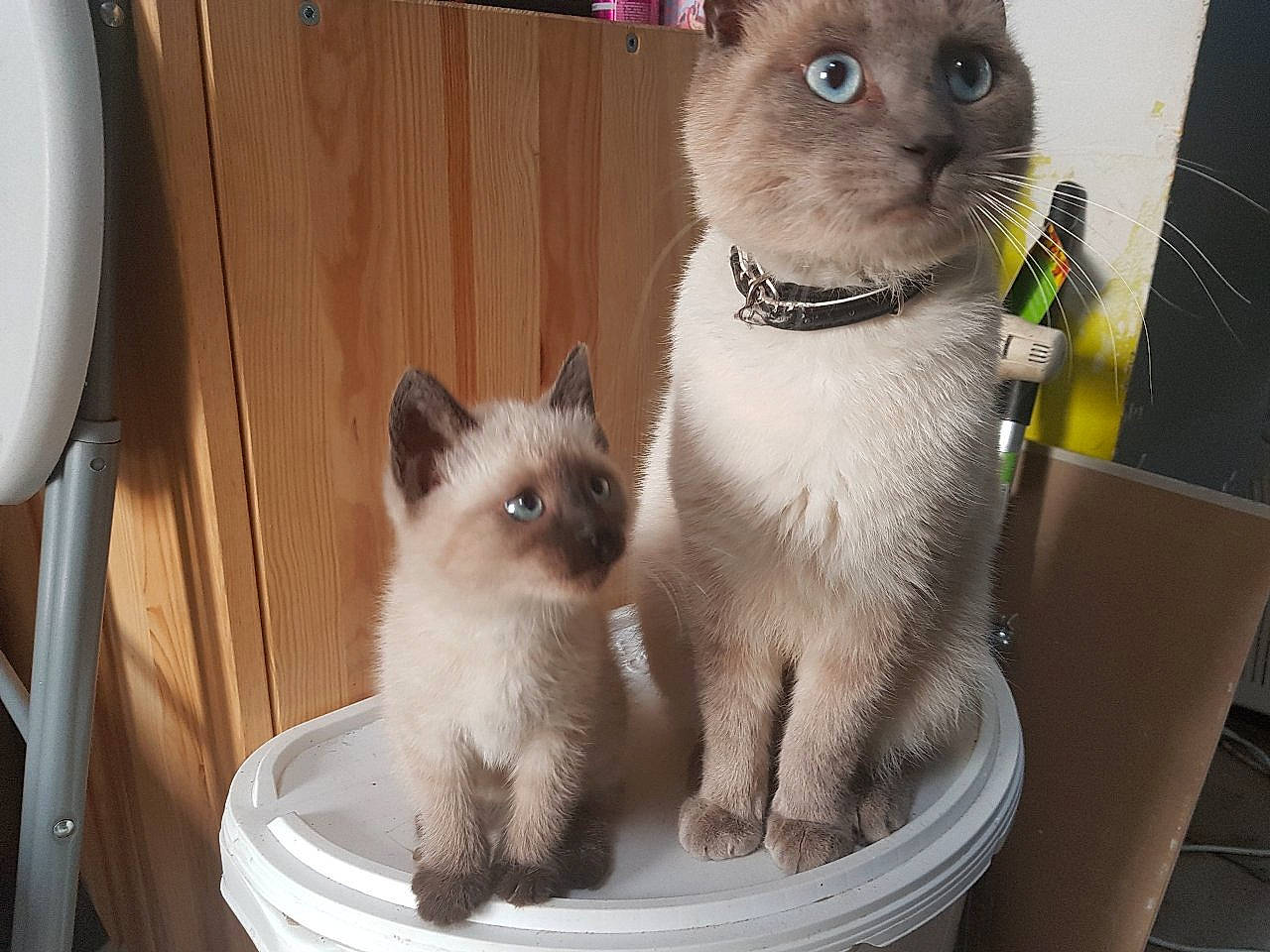 Ice-t a rejoint le concours — aidez-le/la à gagner de superbes lots ! asian, balinese, birman, british_semi_longhair, carnivore, cat, domestic_short_haired_cat, eye, fawn, felidae, himalayan, kitten, mammal, ragdoll, siamese, small_to_medium_sized_cats, thai, tonkinese, vertebrate, whiskers