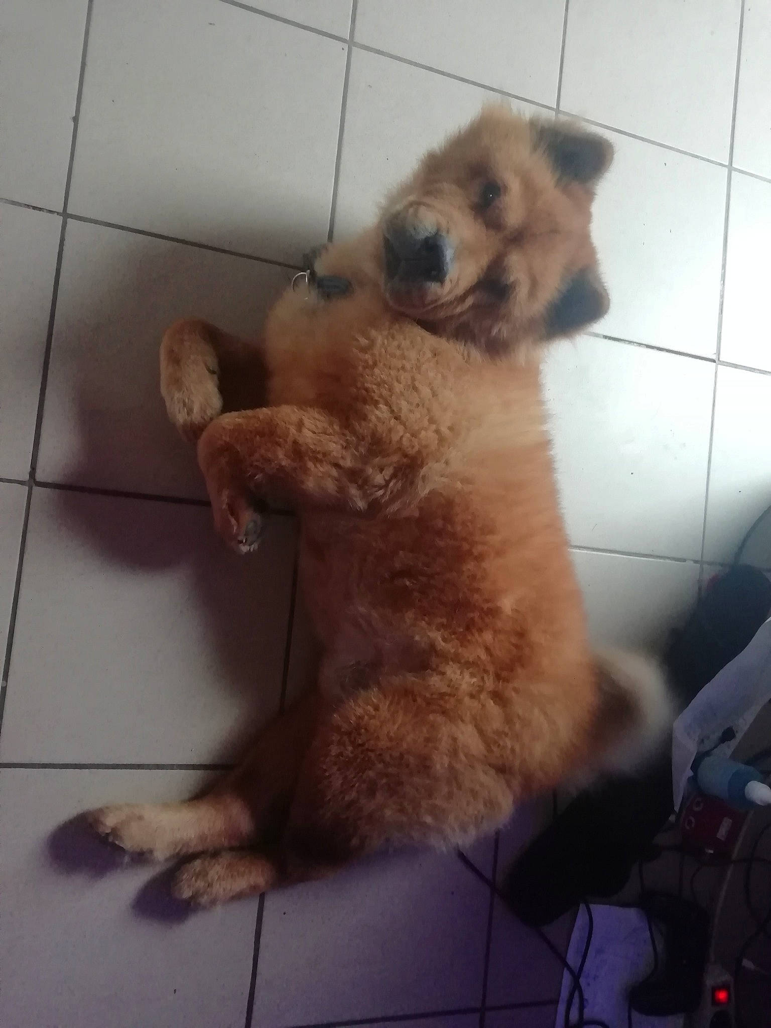 Hachiko participe au concours pour gagner de l'argent avec cette photo : canidae, carnivore, chow_chow, companion_dog, dog, dog_breed, eurasier, fawn, mammal, non_sporting_group, puppy, sporting_group, vertebrate