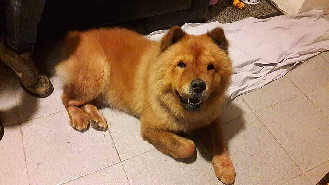 Hachiko a rejoint le concours — aidez-le/la à gagner de superbes lots ! ancient_dog_breeds, canidae, carnivore, chow_chow, companion_dog, dog, dog_breed, eurasier, fawn, finnish_spitz, korean_jindo_dog, mammal, non_sporting_group, rare_breed_dog, sporting_group, vertebrate