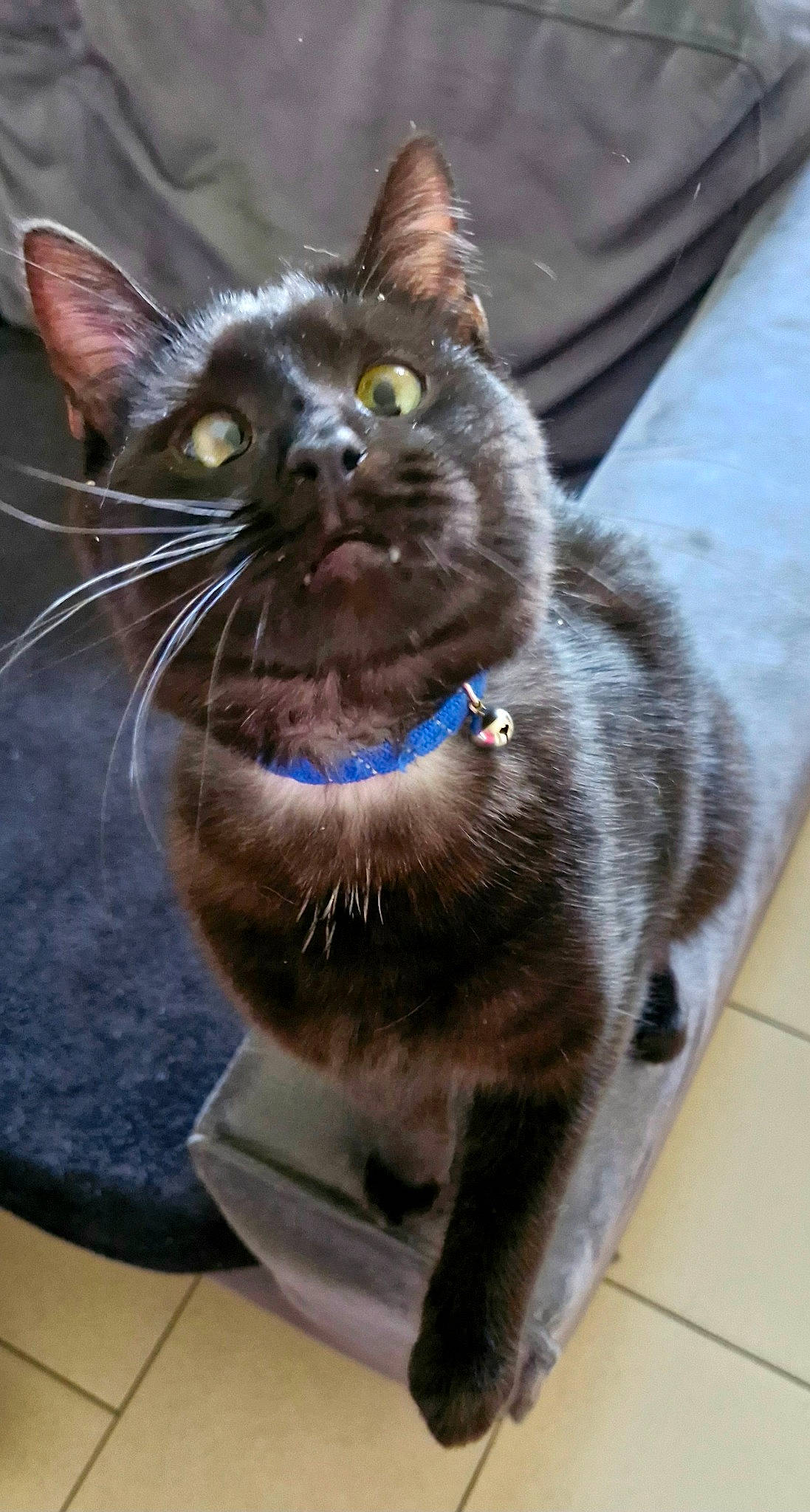 Atlas participe au concours pour gagner de l'argent avec cette photo : black_cat, bombay, carnivore, cat, cat_supply, claw, collar, domestic_short_haired_cat, felidae, fur, pet_supply, small_to_medium_sized_cats, snout, tail, terrestrial_animal, whiskers, window