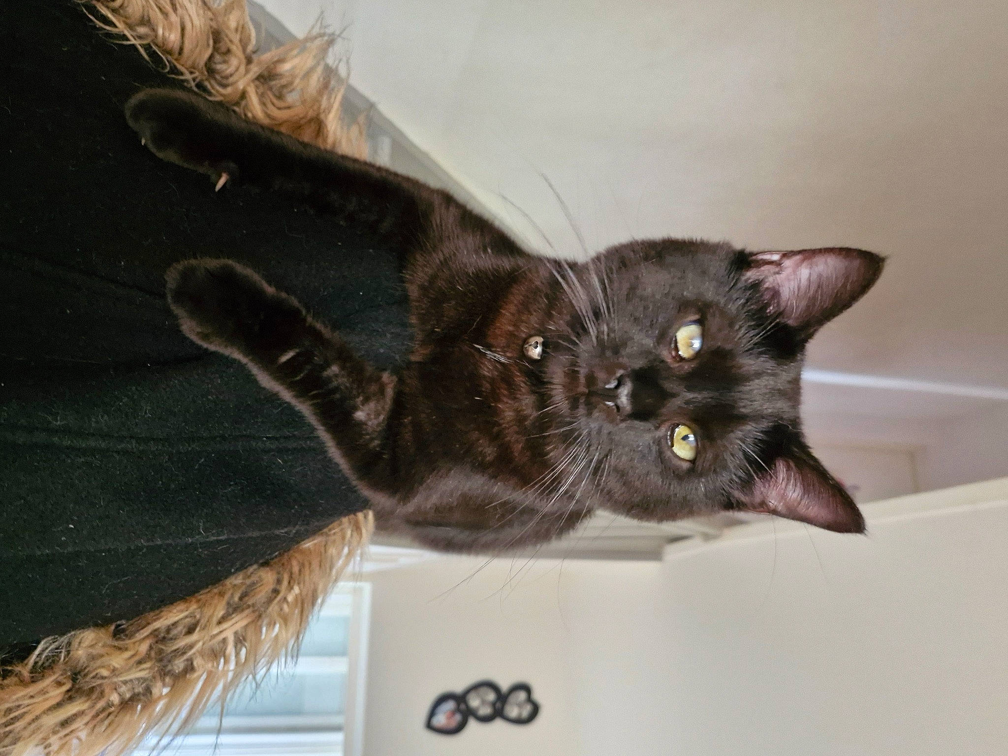 Atlas a rejoint le concours — aidez-le/la à gagner de superbes lots ! black_cat, brown, carnivore, cat, claw, domestic_short_haired_cat, ear, felidae, fur, havana_brown, liver, small_to_medium_sized_cats, tail, terrestrial_animal, whiskers