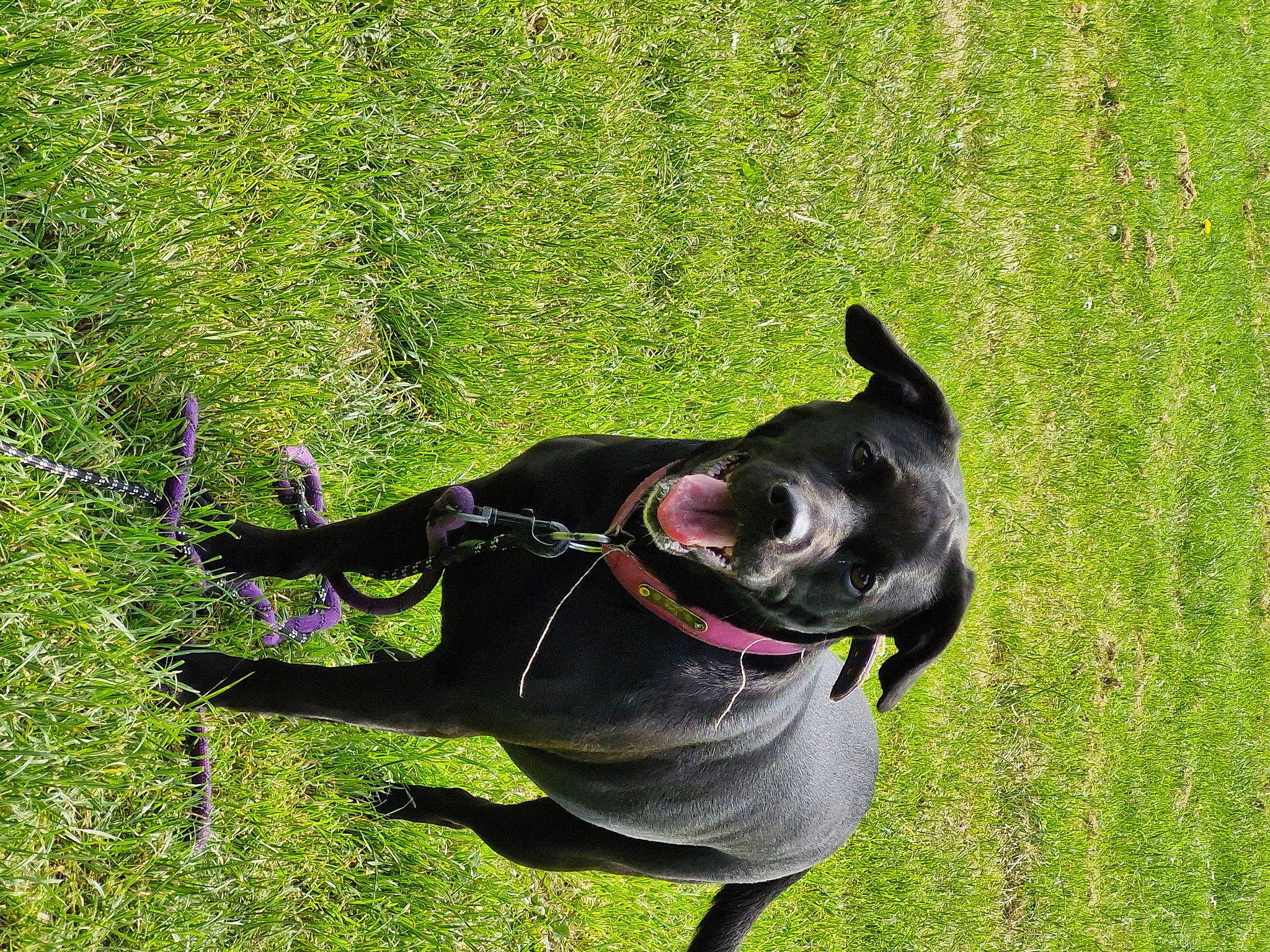 Yuna a rejoint le concours — aidez-le/la à gagner de superbes lots ! carnivore, collar, companion_dog, dog, dog_breed, dog_clothes, dog_collar, dog_supply, fawn, grass, lawn, leash, personal_protective_equipment, pet_supply, plant, snout, sporting_group, tail, toy_dog, working_animal