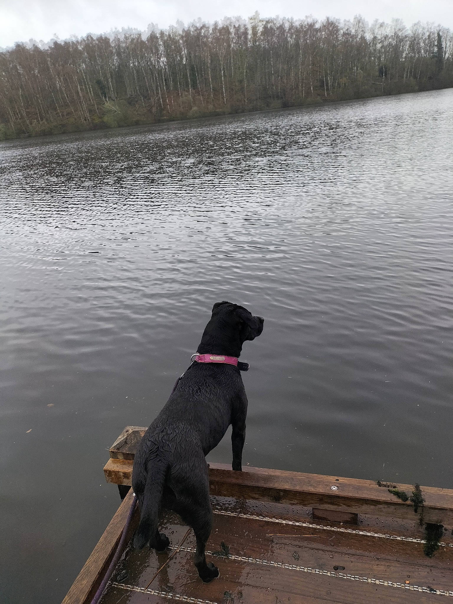 Yuna participe au concours pour gagner de l'argent avec cette photo : carnivore, collar, companion_dog, dog, dog_breed, dog_collar, gun_dog, lake, lake_district, liquid, loch, plant, reflection, sky, snout, sporting_group, tail, tree, water, working_animal