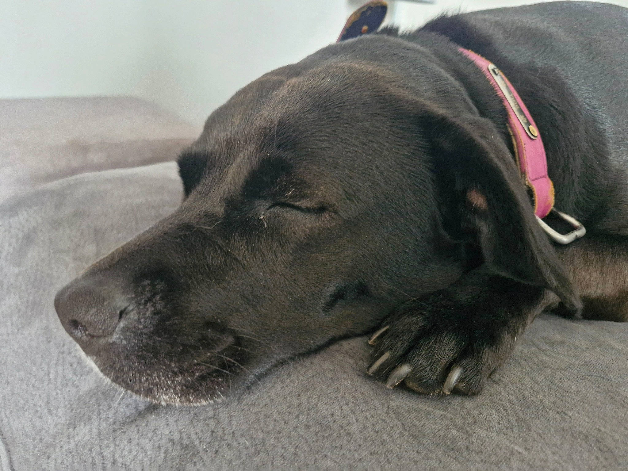 Yuna a rejoint le concours — aidez-le/la à gagner de superbes lots ! borador, canidae, carnivore, collar, comfort, companion_dog, dog, dog_breed, dog_collar, dog_supply, fawn, fur, grey, gun_dog, hunting_dog, liver, non_sporting_group, terrestrial_animal, whiskers, working_animal