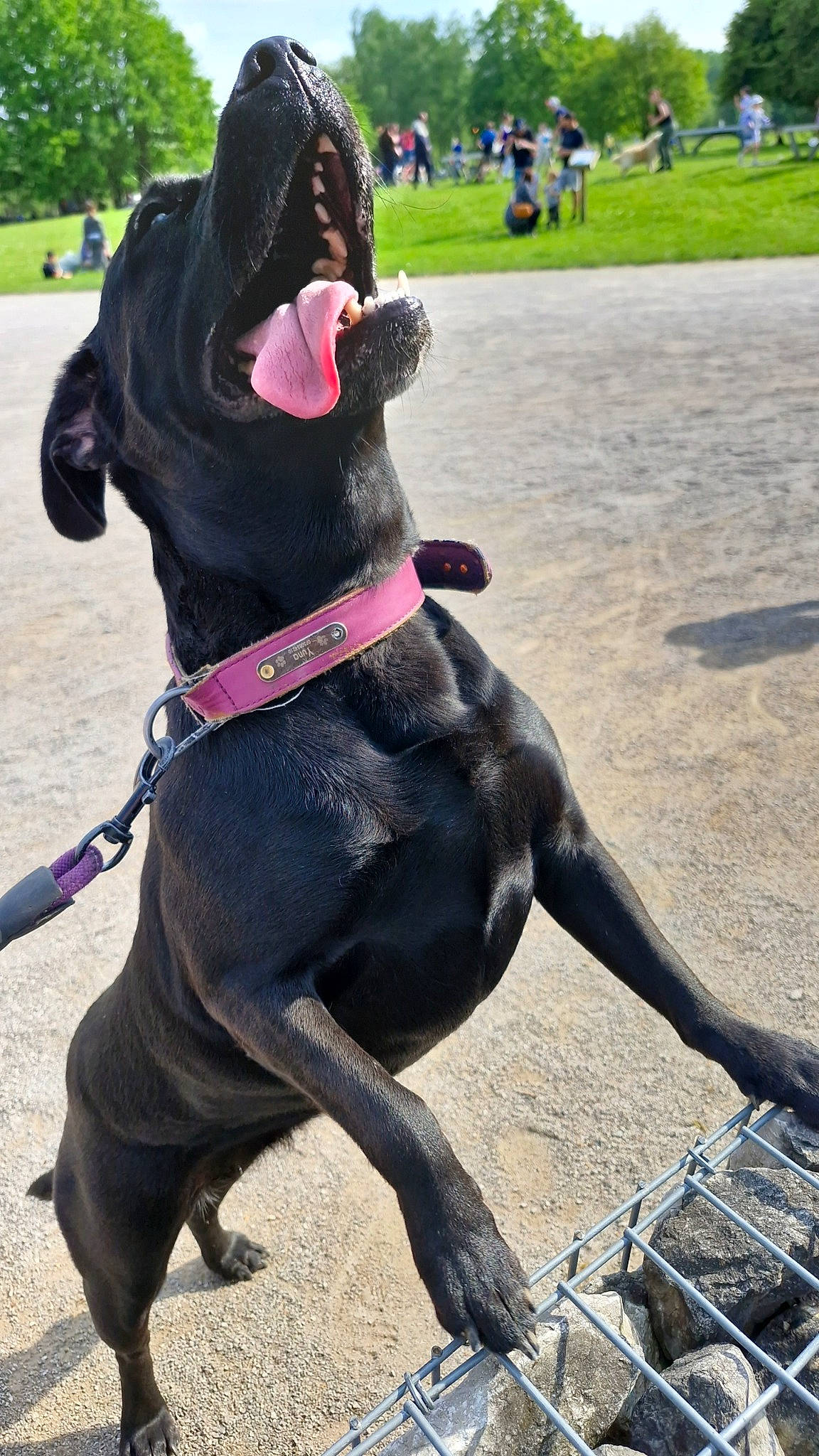 Yuna participe au concours pour gagner de l'argent avec cette photo : animal_sports, canidae, carnivore, collar, companion_dog, dog, dog_breed, dog_collar, dog_supply, fashion_accessory, fawn, great_dane, hat, leash, liver, pet_supply, snout, sporting_group, tail, working_animal