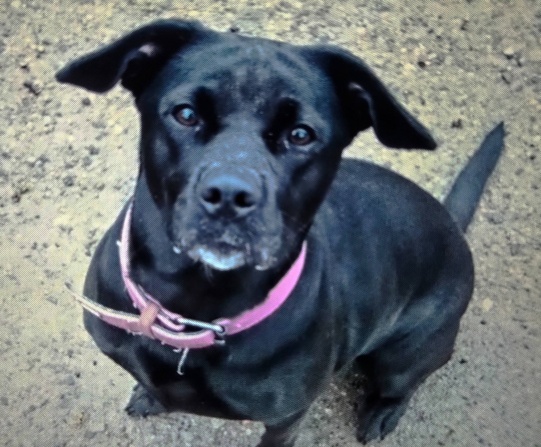 Yuna a rejoint le concours — aidez-le/la à gagner de superbes lots ! borador, canidae, carnivore, collar, companion_dog, dog, dog_breed, dog_collar, dog_supply, electric_blue, eye, fashion_accessory, fawn, leash, personal_protective_equipment, pet_supply, snout, sporting_group, whiskers, working_animal