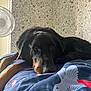Napoleon participe au concours pour gagner de l'argent avec cette photo : dog, black_dog, brown_dog, bed, bedspread, bird_pattern, indoor, wallpaper, fan, resting, animal, pet, lying_down, close_up, calm, cozy, furniture, portrait, looking_at_camera, domestic