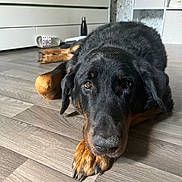 Napoleon participe au concours pour gagner de l'argent avec cette photo : dog, indoor, floor, wooden_floor, black_dog, tan_paws, pet, lying_down, close_up, bedroom, furniture, muzzle, ears, nails, resting, looking, animal, home, domestic, canine