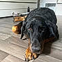 dog, indoor, floor, wooden_floor, black_dog, tan_paws, pet, lying_down, close_up, bedroom, furniture, muzzle, ears, nails, resting, looking, animal, home, domestic, canine