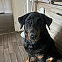 Napoleon participe au concours pour gagner de l'argent avec cette photo : dog, indoor, floor, wood_floor, black_dog, tan_markings, pet, canine, sitting, looking, ears, nose, eyes, fan, cabinet, paw, fur, household, domestic, companion