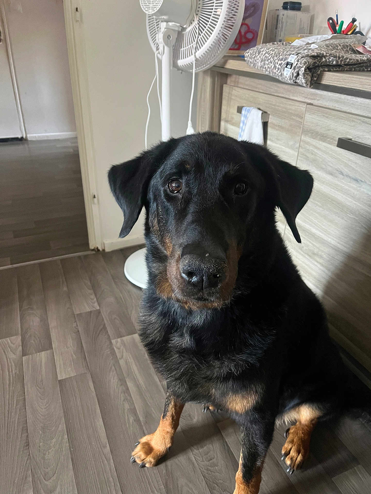 Napoleon participe au concours pour gagner de l'argent avec cette photo : dog, indoor, floor, wood_floor, black_dog, tan_markings, pet, canine, sitting, looking, ears, nose, eyes, fan, cabinet, paw, fur, household, domestic, companion