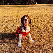 Millie joined the competition — help win amazing prizes! animal, bushes, canine, daytime, dog, dry_grass, ears, front_legs, happy, house, lawn, mammal, nose, outdoor, pet, red_sweater, sitting, sunlight, tongue, trees