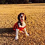animal, bushes, canine, daytime, dog, dry_grass, ears, front_legs, happy, house, lawn, mammal, nose, outdoor, pet, red_sweater, sitting, sunlight, tongue, trees
