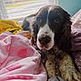bed, blanket, brown, comfort, cozy, curly_ears, dog, fur, home, indoor, light, paws, relaxed, resting, room, sleepy, soft, textile, white, window