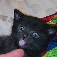 Bear Cat joined the competition — help win amazing prizes! black_kitten, cat, kitten, blue_eyes, tongue_out, finger, colorful_blanket, knitted_blanket, bedspread, indoor, cute, pet, animal, fur, whiskers, ears, face, close_up, young, playful