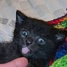 black_kitten, cat, kitten, blue_eyes, tongue_out, finger, colorful_blanket, knitted_blanket, bedspread, indoor, cute, pet, animal, fur, whiskers, ears, face, close_up, young, playful