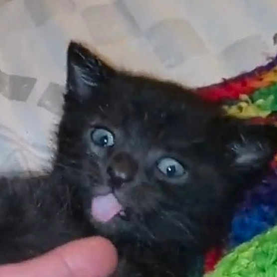 Bear Cat joined the competition — help win amazing prizes! black_kitten, cat, kitten, blue_eyes, tongue_out, finger, colorful_blanket, knitted_blanket, bedspread, indoor, cute, pet, animal, fur, whiskers, ears, face, close_up, young, playful